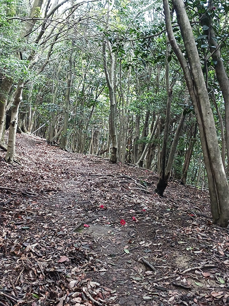 木華佐久耶比咩神社奥宮へ続く道