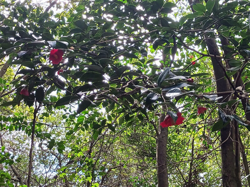 木華佐久耶比咩神社奥宮へ続く道