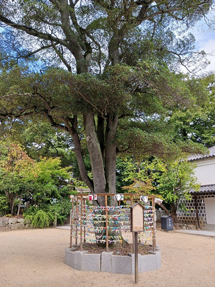 阿智神社の縁結びの木