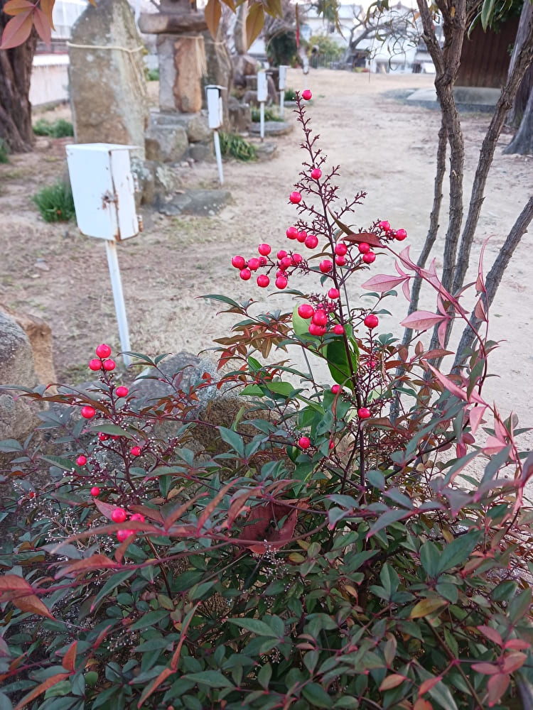 穴場神社の花