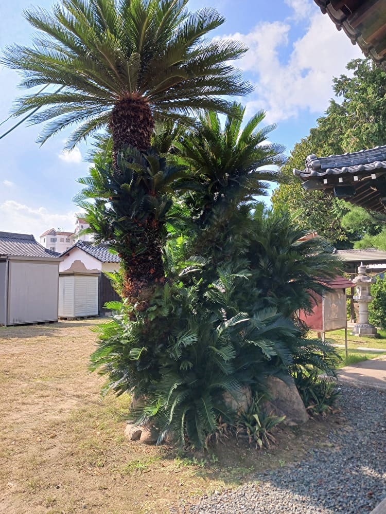 穴場神社の木